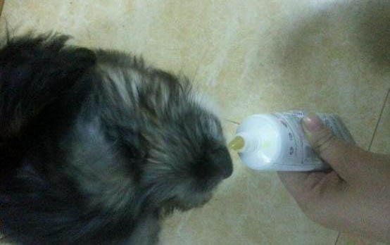 幼犬肺炎治得好嗎？