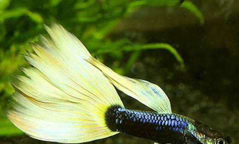 孔雀魚產卵后多久能回大缸