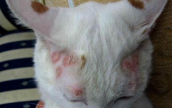 小貓咪多久睜眼