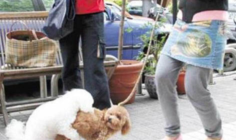 棉花面紗犬哪里有賣