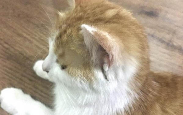 貓可以吃吐司面包嗎