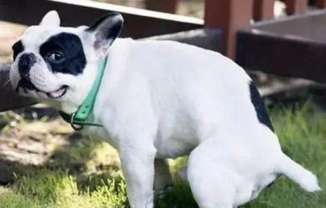 犬瘟細小多久發作