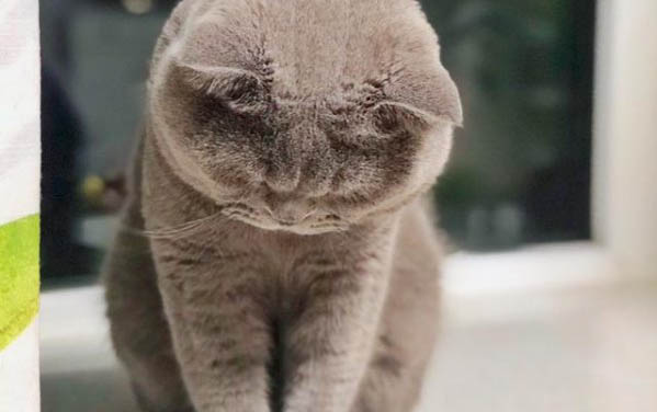 貓咪可以吃栗子嗎?