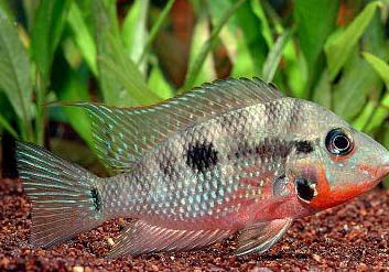 孔雀魚肚子黑了多久會生