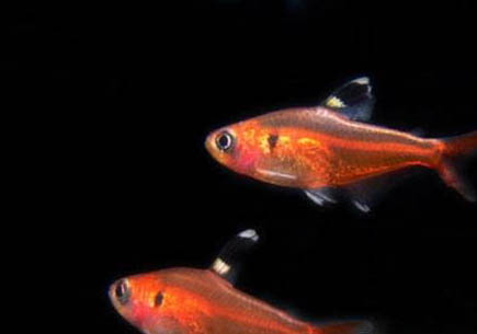 草魚可以自己繁殖嗎