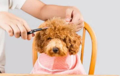 貴賓犬要多久晚上才不叫