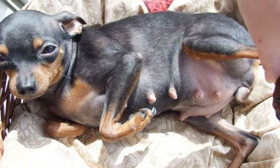 四個月幼犬呼吸急促