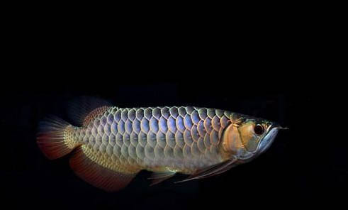多春魚為什么全是籽