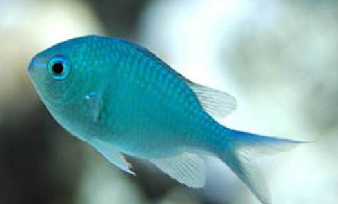 觀賞魚爛鰓病的治療原則