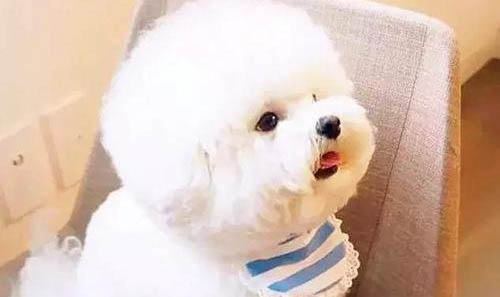比熊犬聰明嗎?