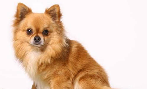 犬瘟發(fā)抖持續(xù)多久