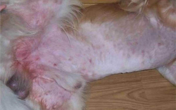 狗狗前腿關節有疙瘩