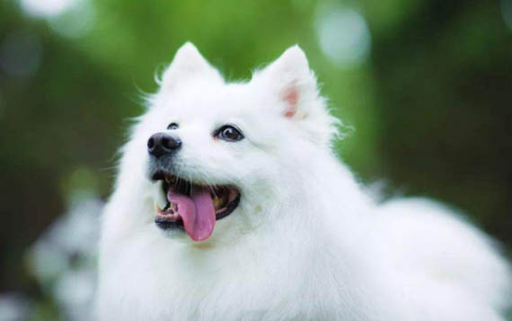 銀狐犬多少錢一只？