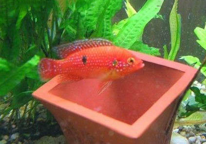 紅寶石魚(yú)如何分公母？
