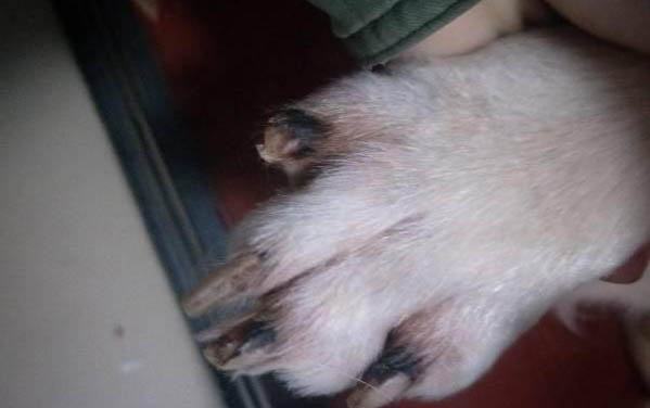 如何讓狗適應新狗糧吃