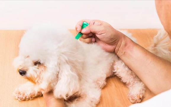 犬科動物和貓科動物哪個厲害