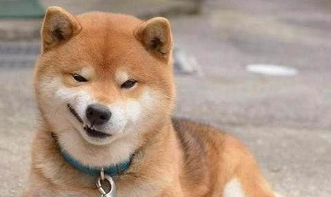 土狗和柴狗的區別