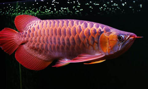 為什么魚會失鰾