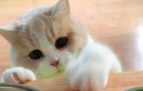 貓從耳朵斜到眼睛毛少是什么原因？