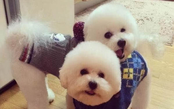 一個(gè)月大狗狗能吃什么