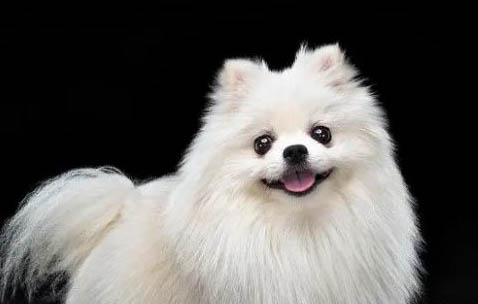 博美犬純種怎么分辨
