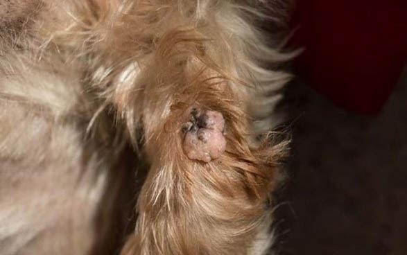 狗狗為什么會得犬瘟熱