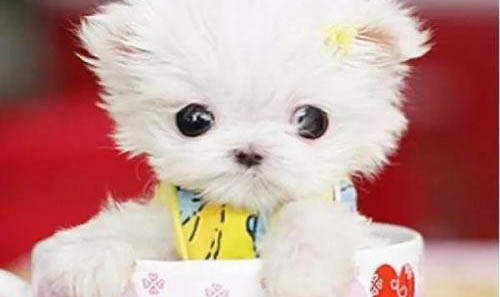 茶杯犬是什么品種