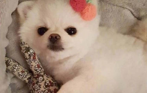 狗狗肌肉拉傷多久自愈