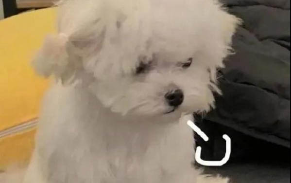 長不大的狗狗有哪些品種？