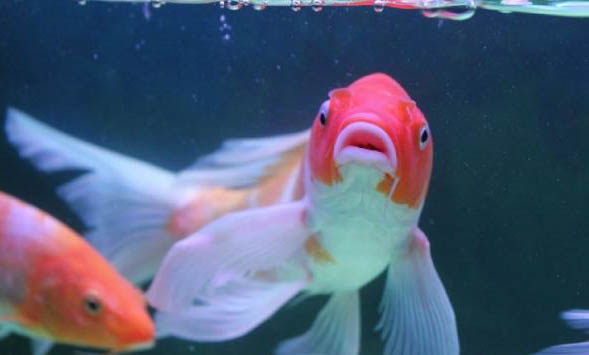 魚缸養錦鯉需要增氧嗎?