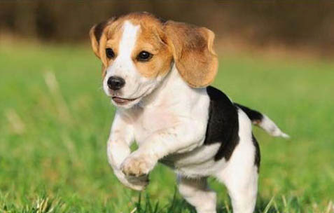 愛爾蘭水獵犬生活習慣