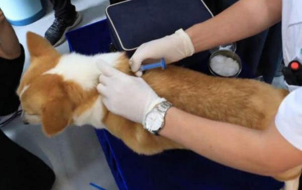 狗狗腸胃炎在家自救方法有哪些