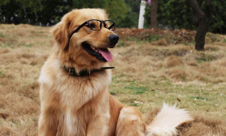 狗狗四腳朝天扭動的原因及處理方法