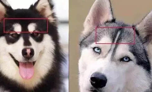 阿拉斯加幼犬多久洗澡