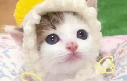 小奶貓拉稀了怎么辦