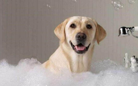 狗狗疫苗哪個牌子的好