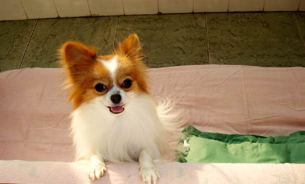蝴蝶犬為什么喜歡咬主人
