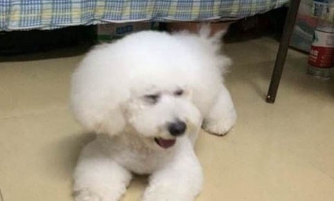 狗狗為什么趴在窩里睡覺