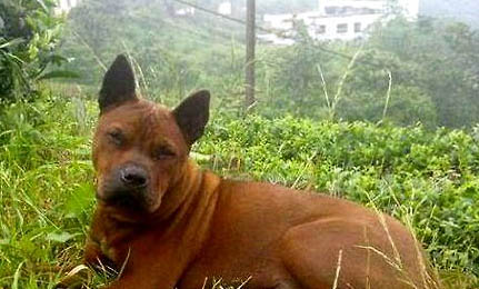 西班牙小獵犬太瘦原因