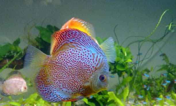 魚缸中的水變渾濁