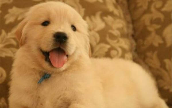 金毛幼犬吃什么奶粉好?怎么挑選幼犬奶粉?