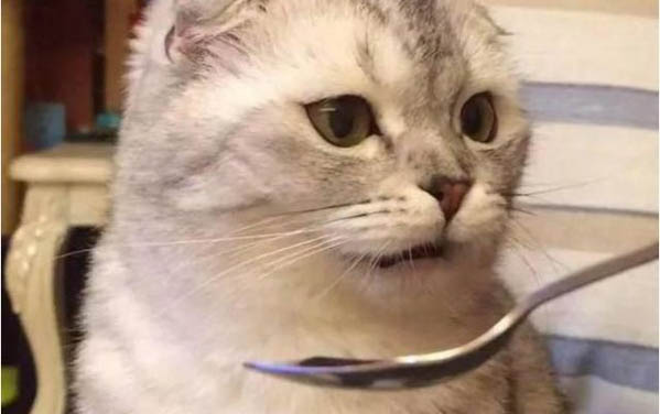 小貓一直吐黃水怎么辦？求解！