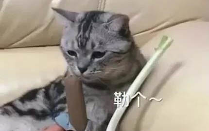 導致哈士奇犬便秘的原因有哪些？