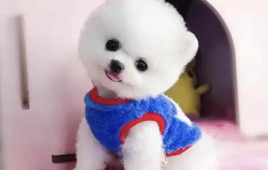 博美犬的壽命一般是多久