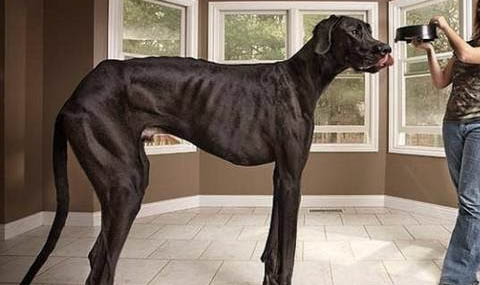 大丹犬吐黃粘液的原因及處理方法