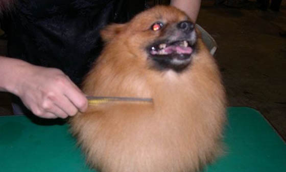 狗腸炎拉稀多長時間能好