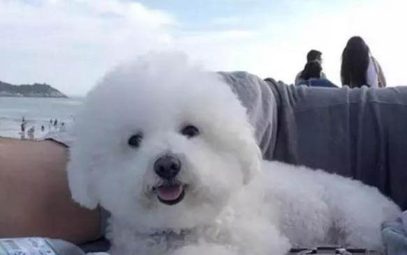 比熊犬感冒發燒應該怎么辦