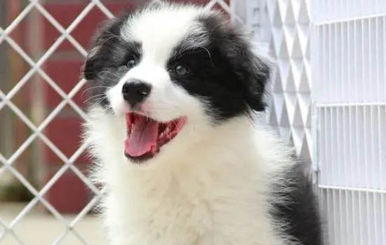 狗可不可以吃南瓜