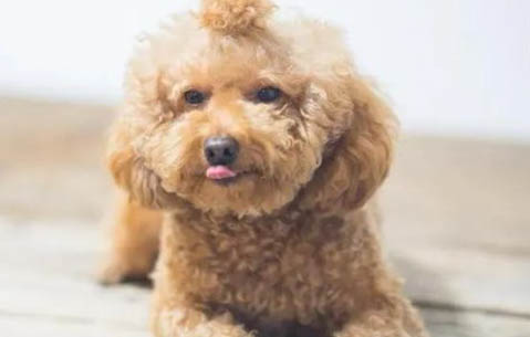泰迪狗狗懷孕初期征兆有哪些