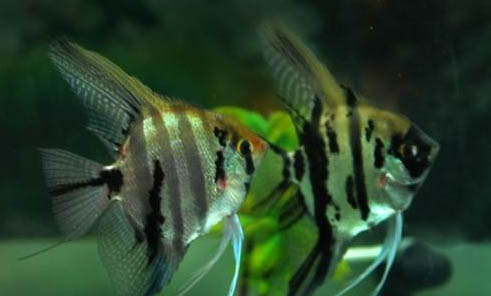 養七彩神仙魚要放鹽嗎